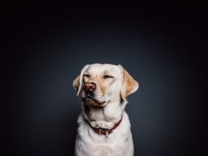 Spirituele Dieren Spirituele Dieren